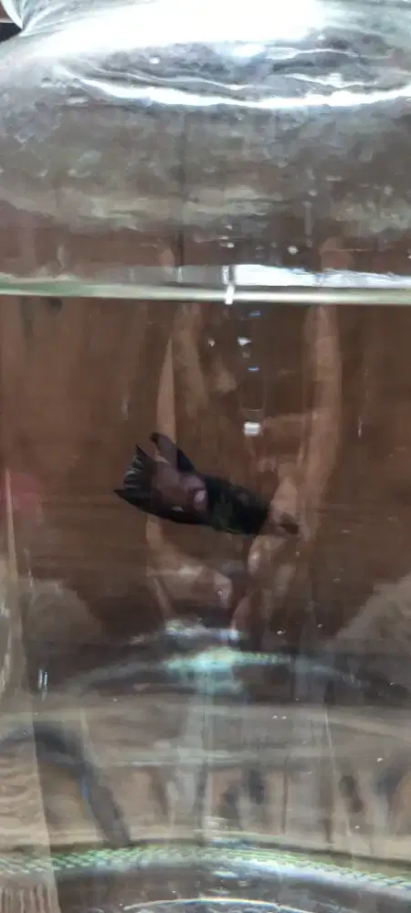 Ikan cupang Lokal Super