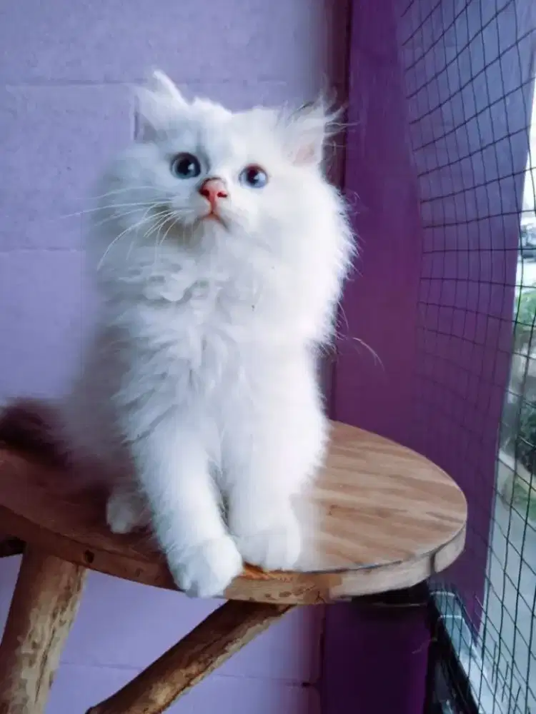Kitten Ragdoll jantan cantik 3 bulan blue eyes