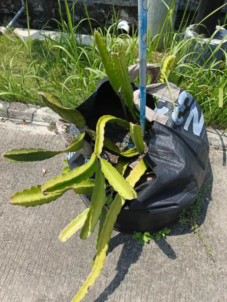 Bibi Buah Naga Kuning