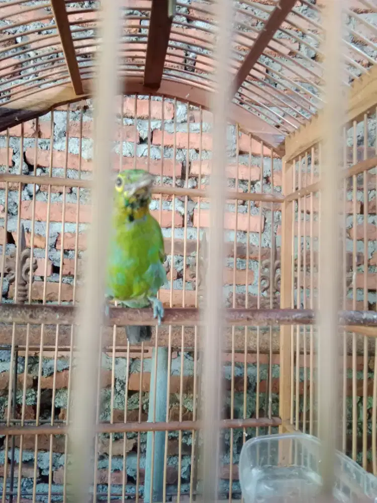 Masteran murai batu gacor