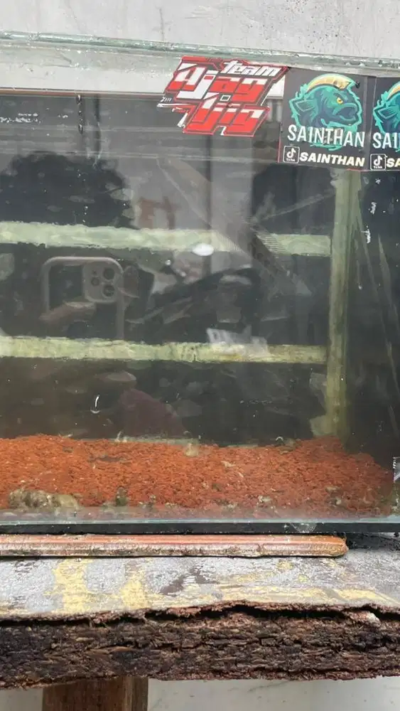 Jual ikan Chana maru