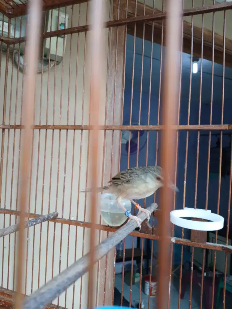 Ciblek gacooor dooor