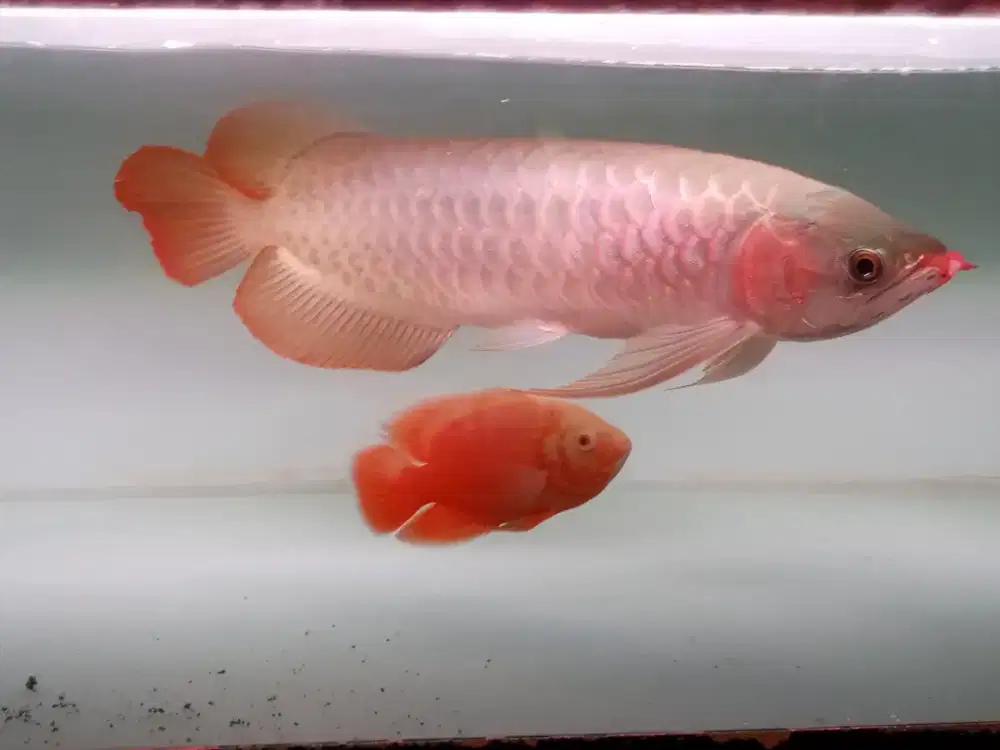 Ikan arwana super red