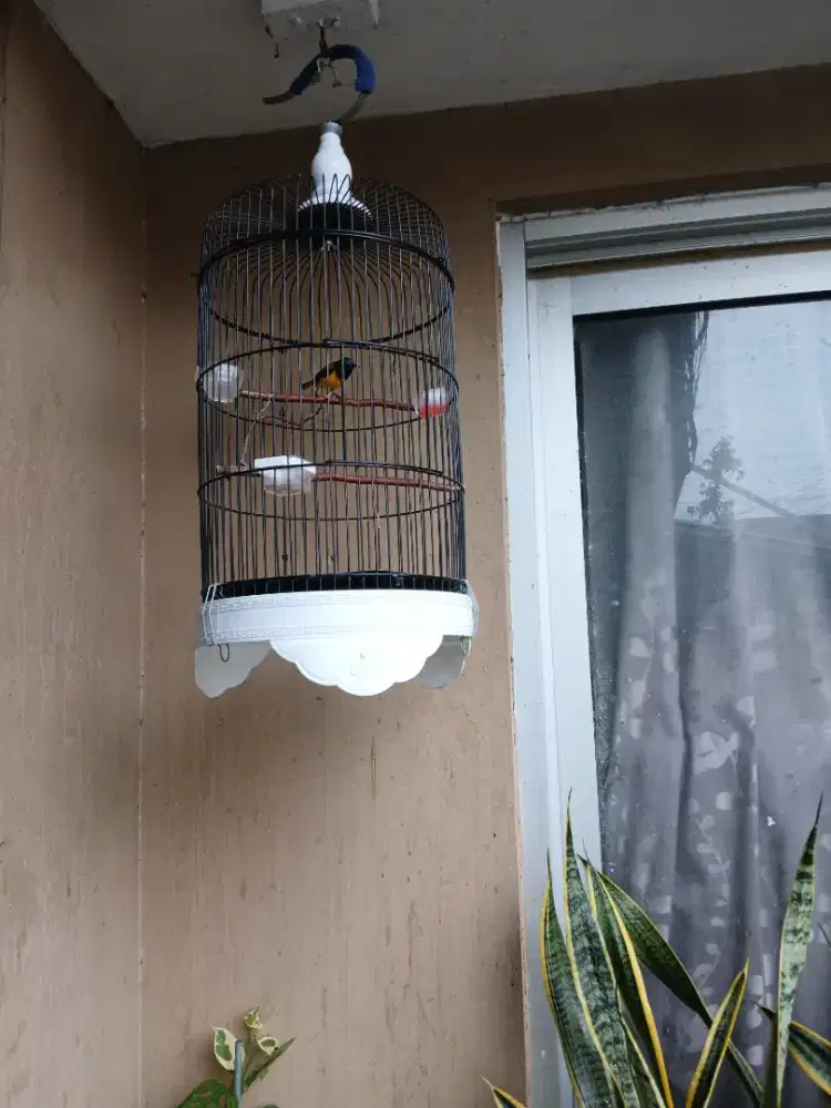 Kandang + isi rajiin