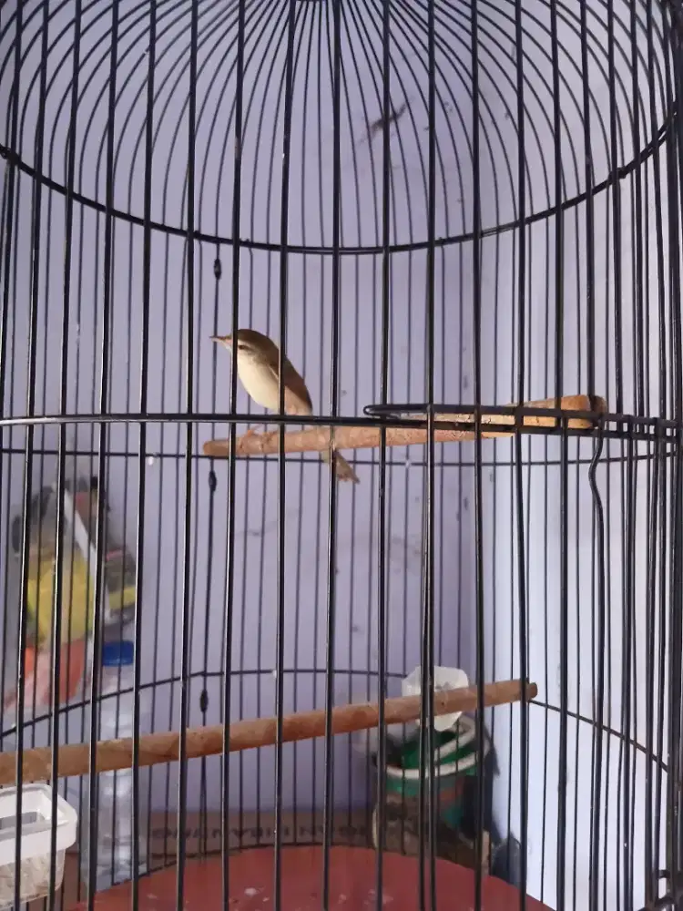 Ciblek sawah/ciwah rajin