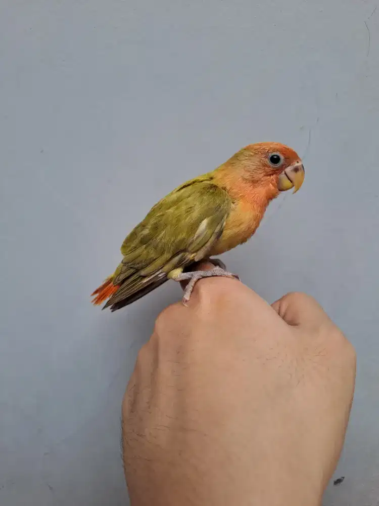 Lovebird Lolohan Nonklep Green Olive Opaline Marbled