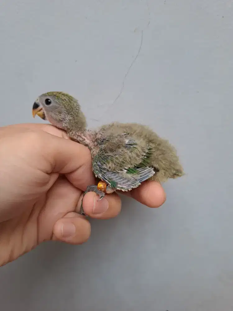 Lovebird Lolohan Nonklep (NK) Dark Green/Opaline/Aqua/OF/Marbled