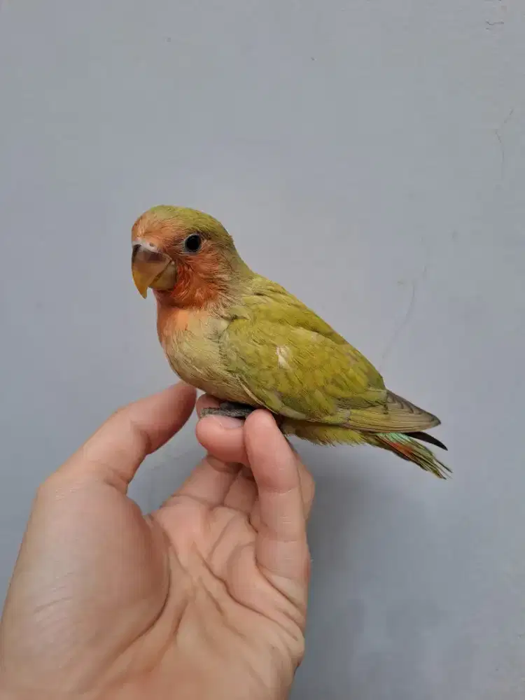 Lovebird Lolohan Nonklep (NK) Green Marbled & Green Orange Face