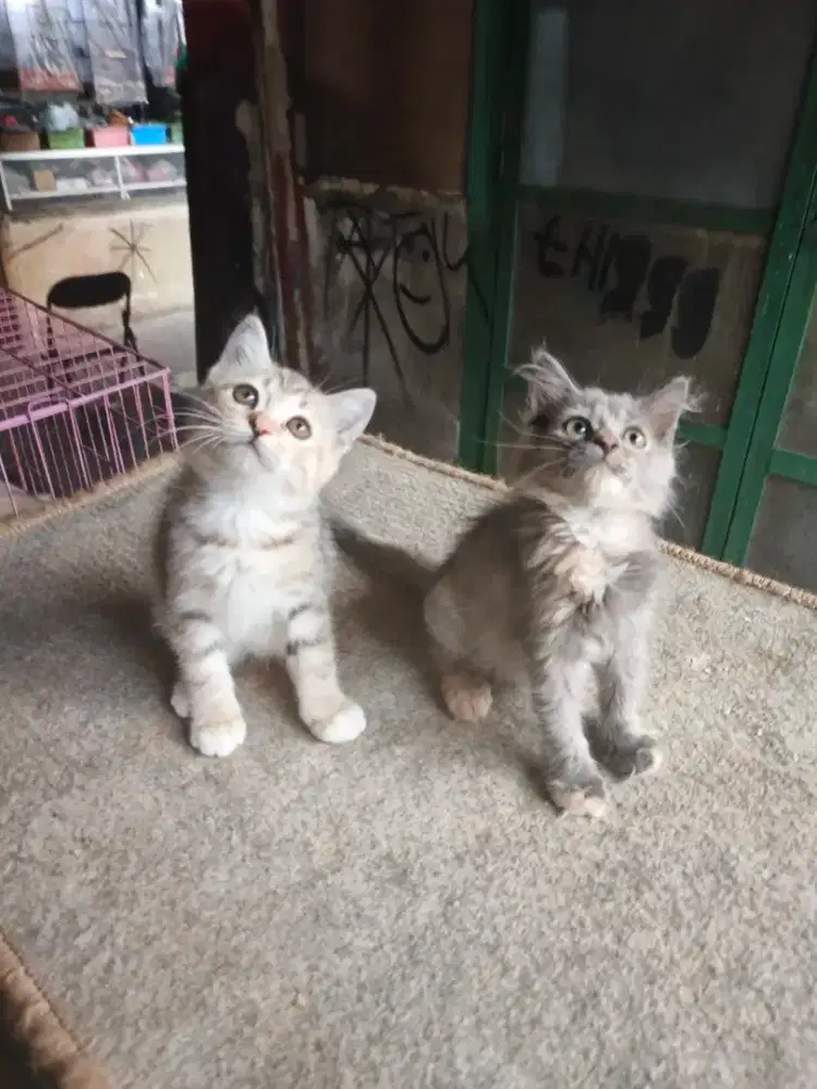 Persia betina 2,5 bulan