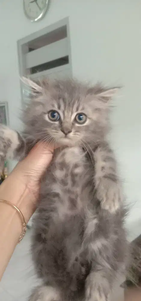 Kitten Persia 2bln