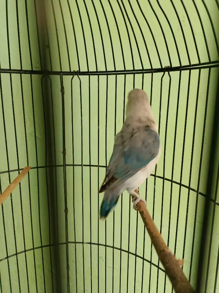 LB Lovebird Bio Blue Slaty