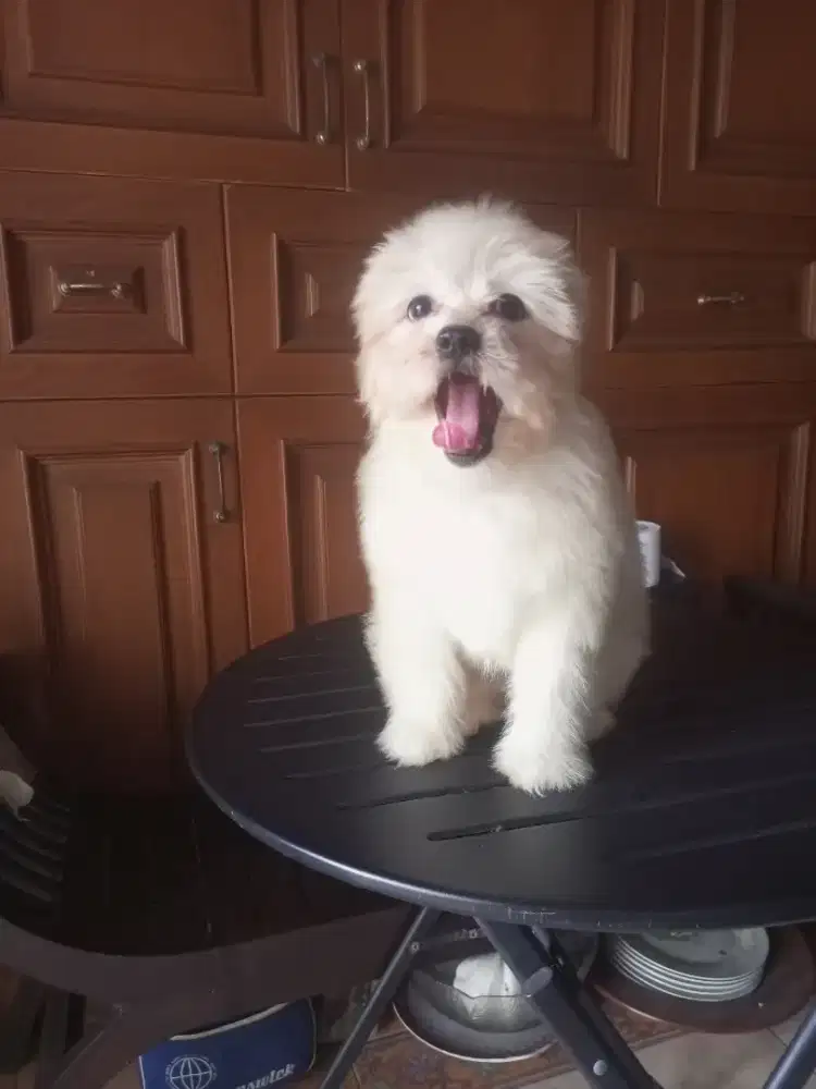 Puppy Shihtzu mix poodle betina