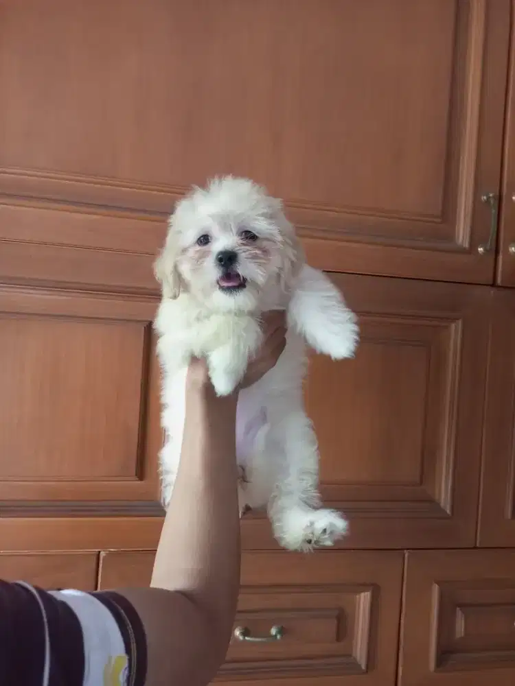 Anakan Shihtzu mix poodle betina