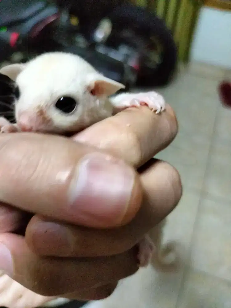 Sugar glider leucistic joey betina