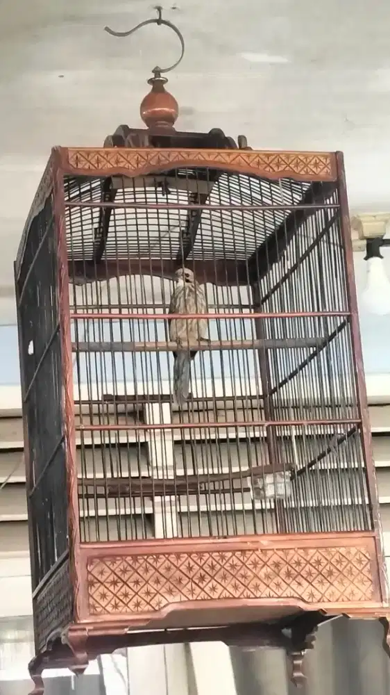 Cucak Rowo muda hutan