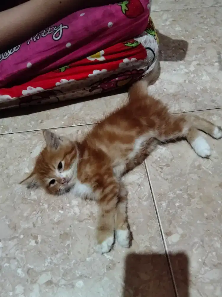 Kucing persia usia 2 bulan