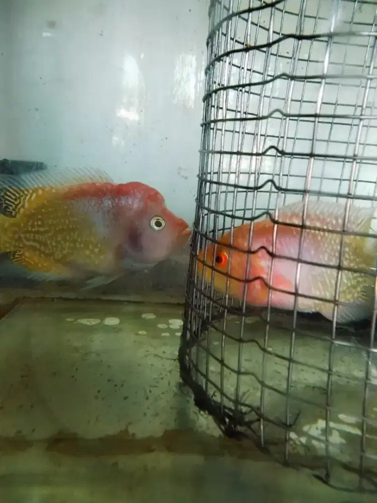 Louhan sepasang golden base kamfa