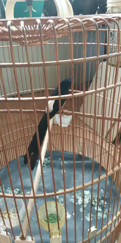 Di jual burung murai batu ekor v sudah mapan dan gacor dooor
