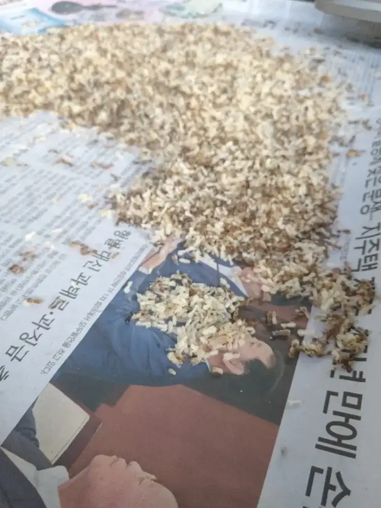 Kroto Super bersih tanpa semut