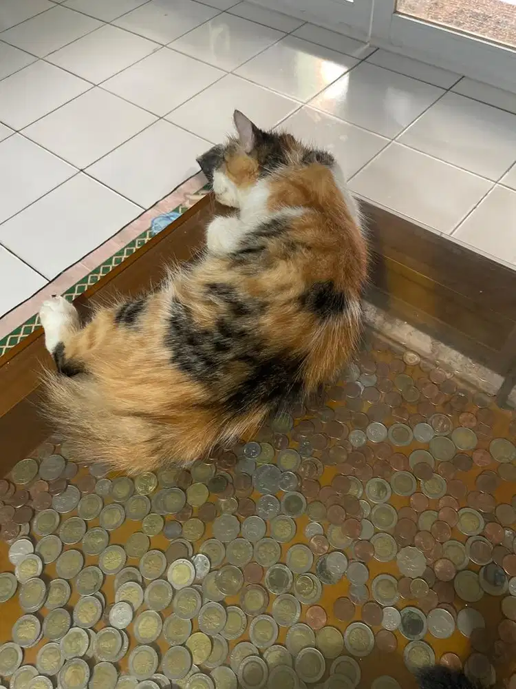 Kucing 1 thn bulu panjang