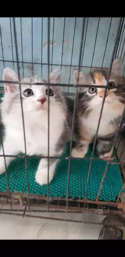 4 kucing persia lincah2 borongan