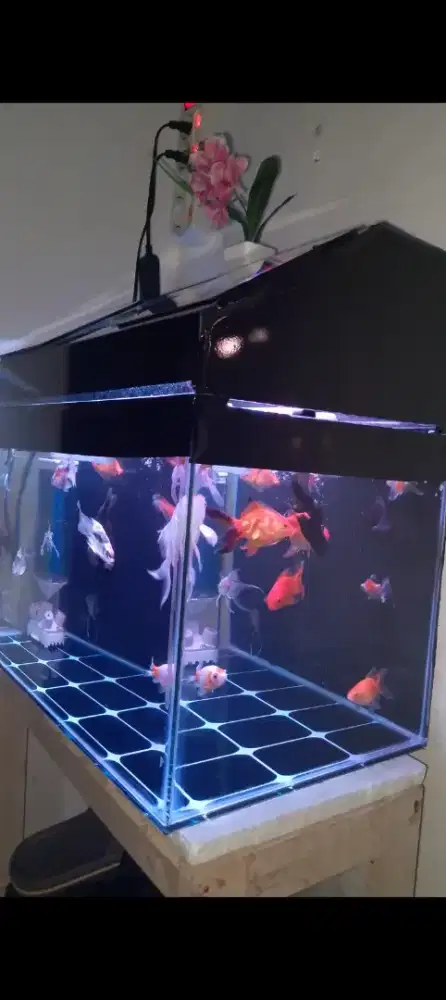 Aquarium kaca + tutupan