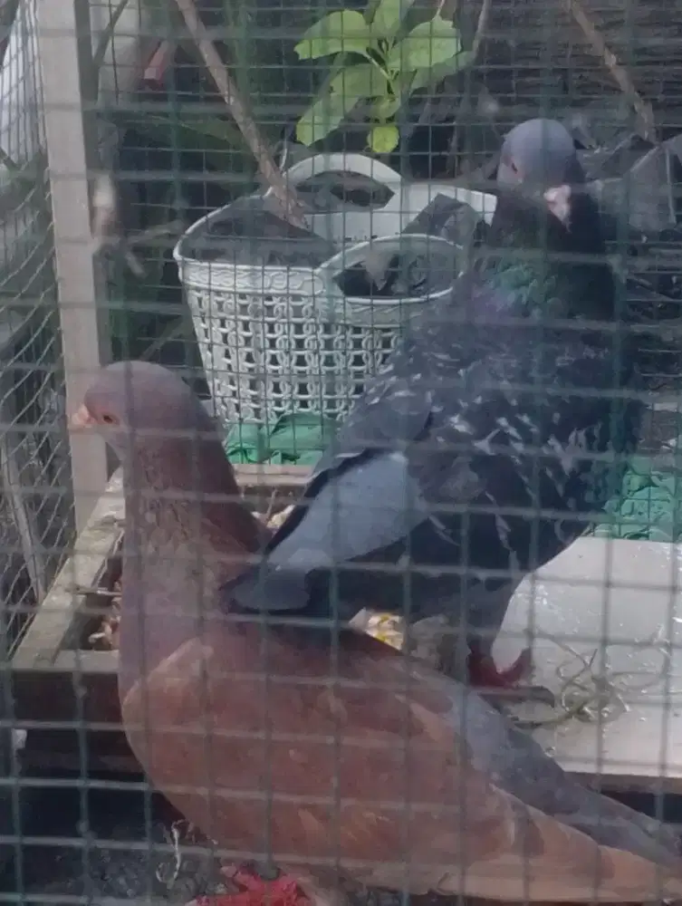 Burung merpati sepasang