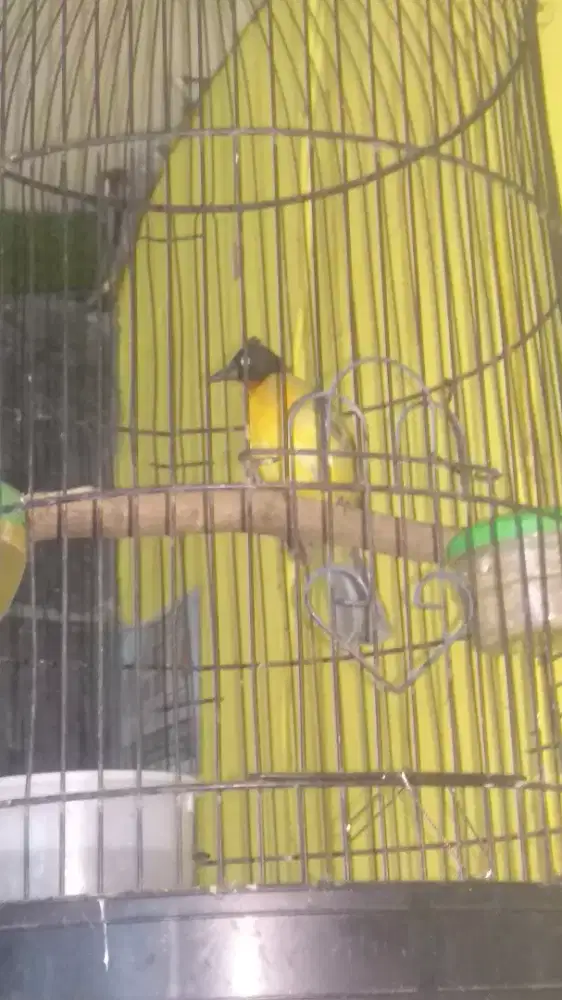 jual rawatan kutilang emas