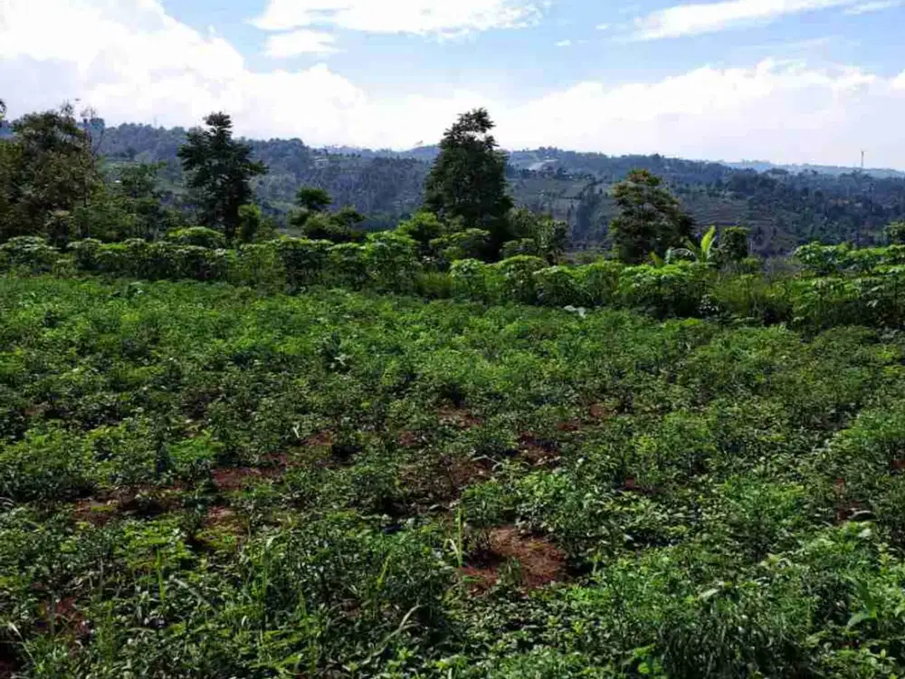 Tanah kebun murah terawat di padalarang bandung barat