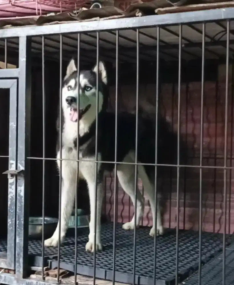 Siberian Husky 13 bulan jantan ,body Tinggi