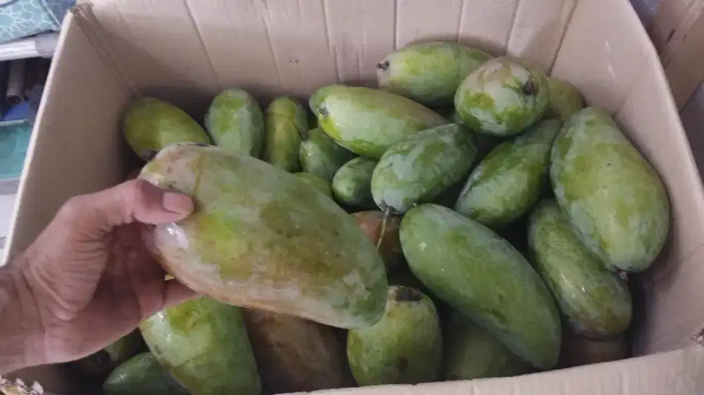 Jual Mangga Kiojay Super enk garing manis