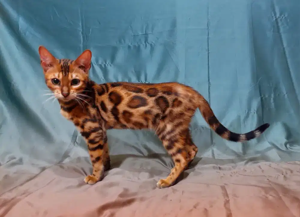 Betina 5 bulan sehat jinak manja