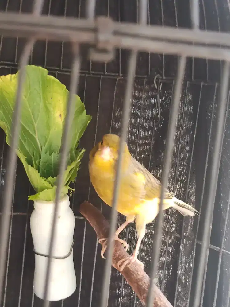 Kenari gacoran harian