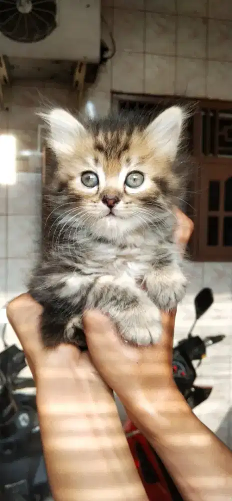 Open adop kitten persia