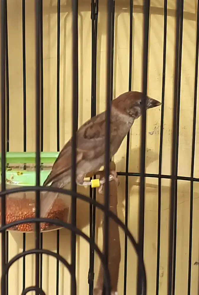 Burung gereja dari loloh