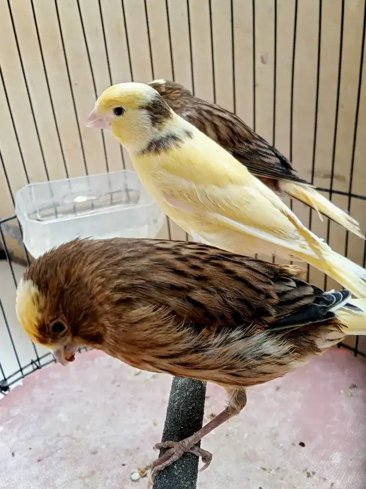 Kenari anakan af x af