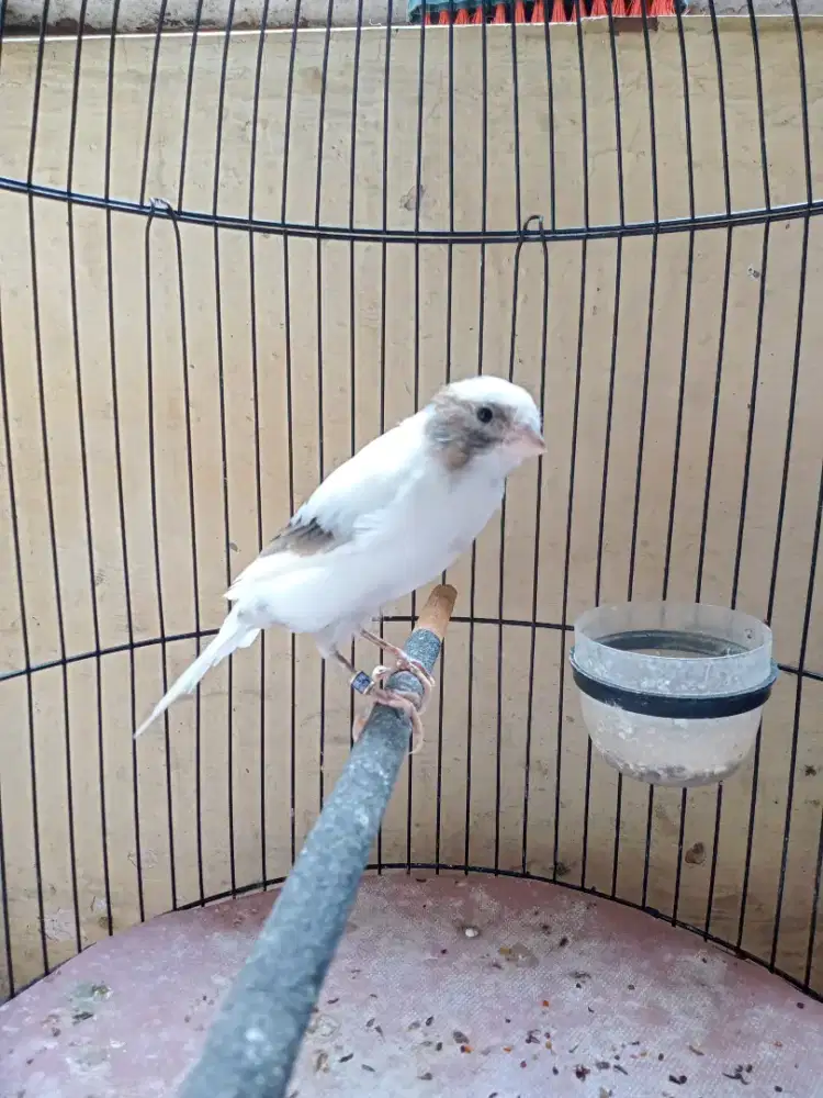 Kenari panda rajin bunyi