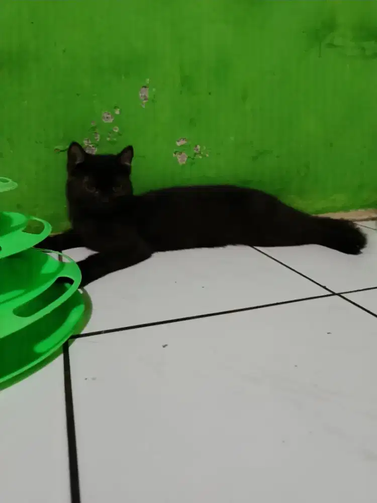 Munchkin Ns Black/hitam