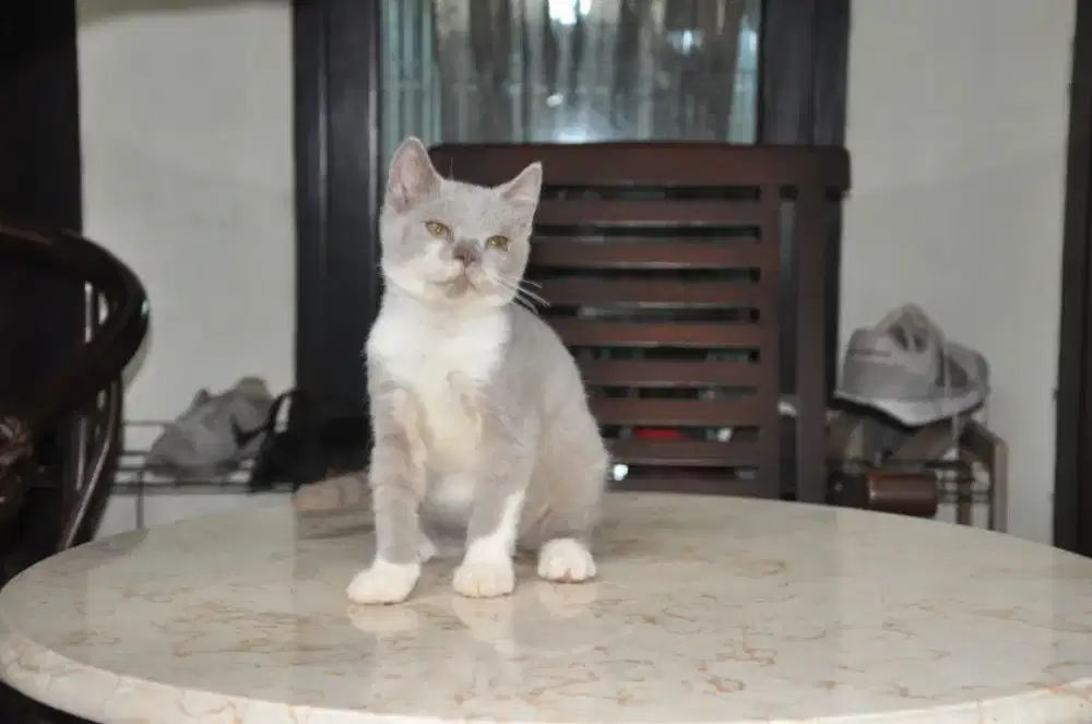 Bsh lilac bico jantan 3 bln