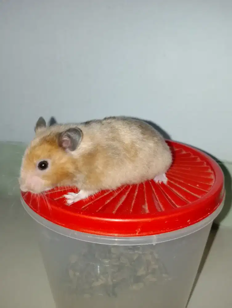 Hamster Syrian Jantan