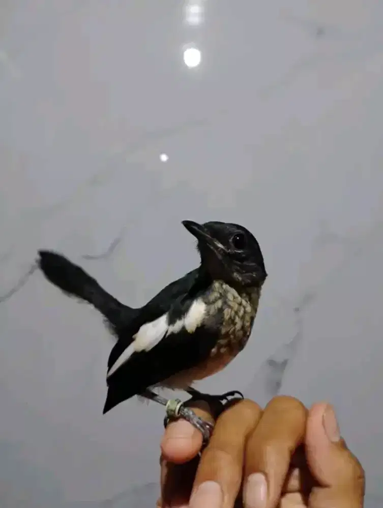 Kacer jantan ternakan mandiri jinak