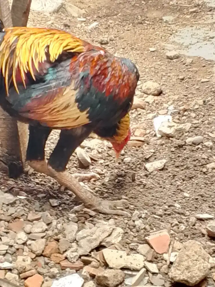 Pnya jago jenis pamangon UK 4 umur 7 bln mental aman.mines chelsea.wa