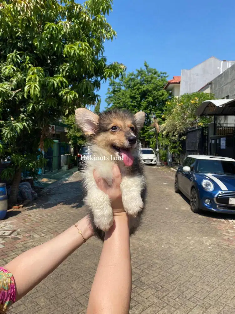 Dijual anak anjing puppy Corgi jantan \ male 3 color stambum long hair