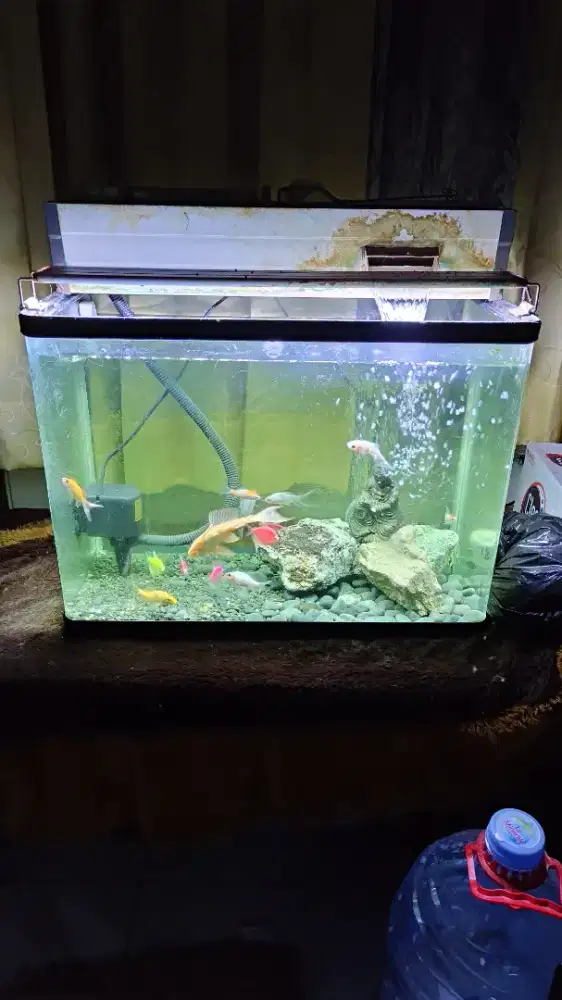 Akuarium bending 60 cm