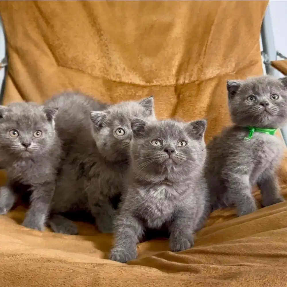 LA KUCING BSH /SF BRITISH SHORT HAIR / SF