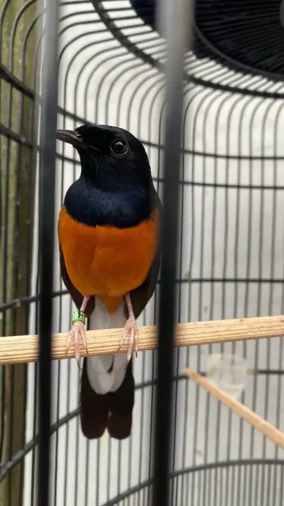 murai batu gacor dan prestasi