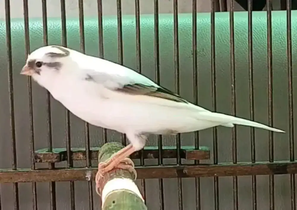 Kenari AF panda gacor body gede