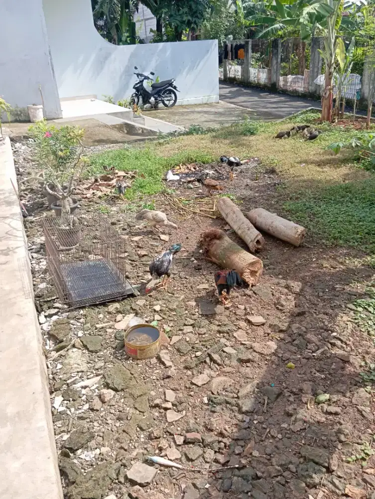 Dijual ayam kampung ukuran bekakak ada 6 ekor jago 4 betina 2