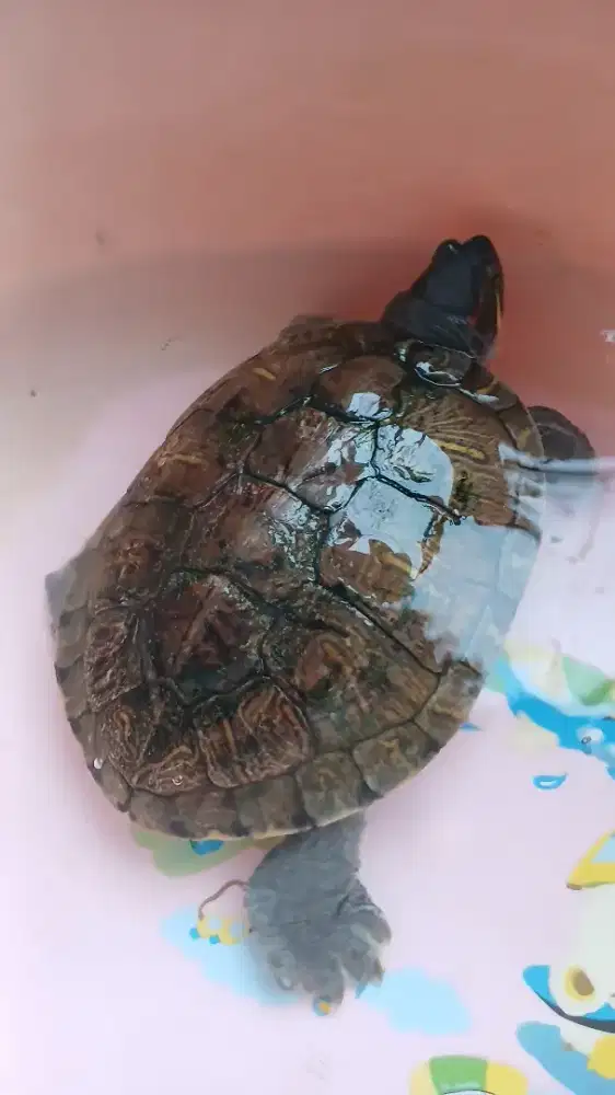 Kura-kura brazil uk besar