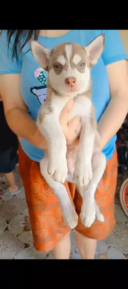 Pupies husky ( solo jateng)